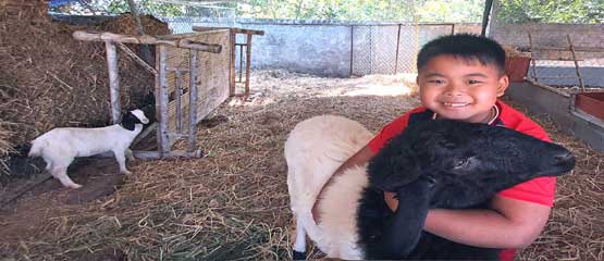 Children love to feed and play with the animals at Bua Daeng Resort