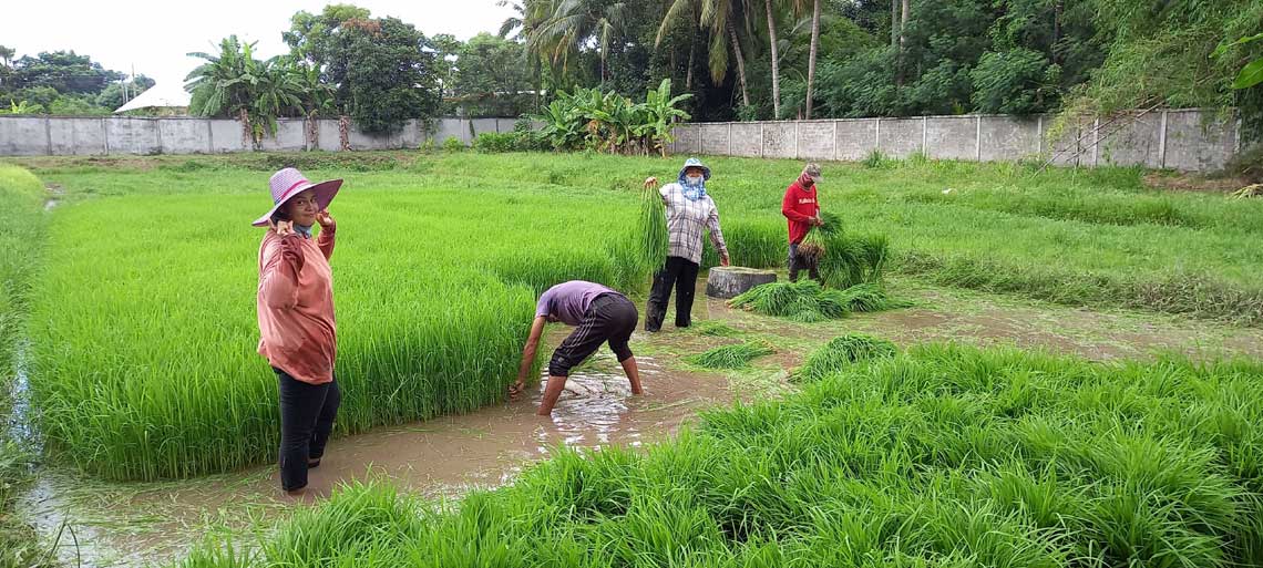 rice farm at Talay Bua Daeng